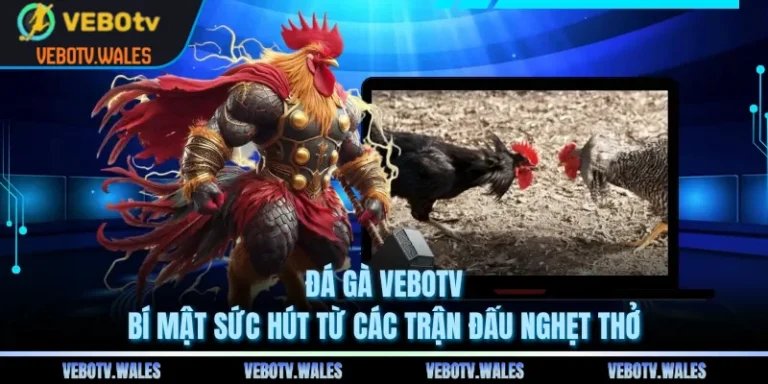 Đá Gà VEBOTV – Bí Mật Sức Hút Từ Các Trận Đấu Nghẹt Thở